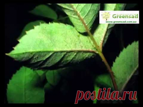 Вредители роз. Долгоносики. Цыкатка. Трипс. Клещ - YouTube