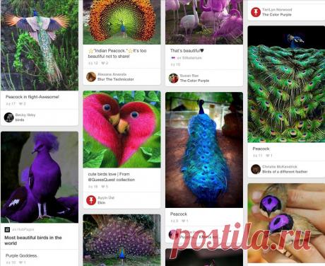 (2) Beautiful peacock♥ | 30 Deep and Rich Purple Colored Photographs | Pauwen