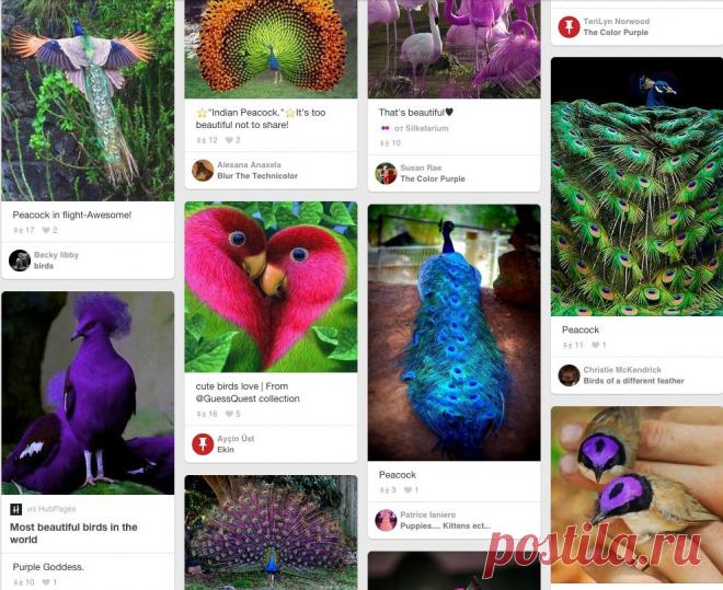 (2) Beautiful peacock♥ | 30 Deep and Rich Purple Colored Photographs | Pauwen