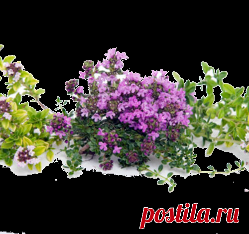 Целебные средства на основе чабреца