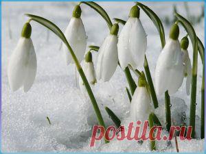 Подснежник: лечение и полезные свойства