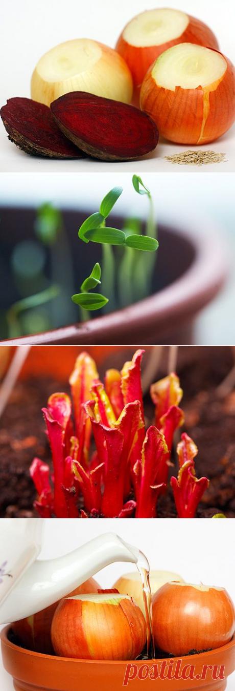 Зелень: растим на подоконнике на Supersadovnik.ru