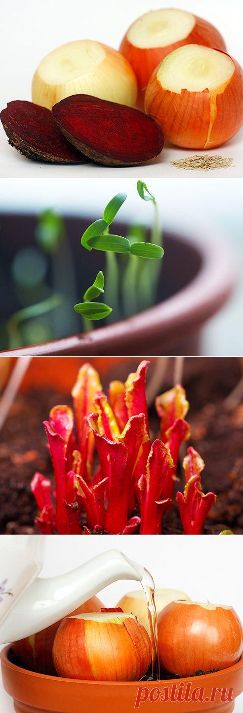 Зелень: растим на подоконнике на Supersadovnik.ru