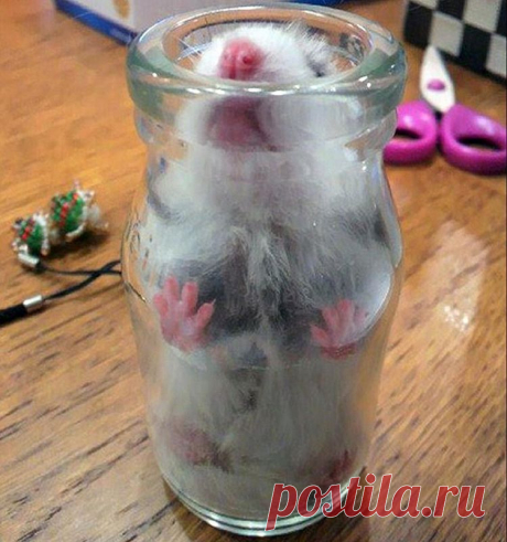 Dünyanın konuştuğu yeni star! Guardian'dan Telegraph'a bir anda manşetlere taşınan bu pembe burunlu, dünya tatlısı hamsterın yıldız olma hikayesi çok ilginç. Japonya'daki deprem sırasında korkup, bulduğu kavanozu kurtuluş yolu olarak gören hamster boyuyla neredeyse aynı ölçülerde olan camın içinde sıkışıp kalmış. Sahibi önce kaybolduğunu düşünüp, çok üzülmüş... Sonra internette hamsterların deprem sırasında nereye saklandıklarını araştırırken, o pembe burnu görmüş!