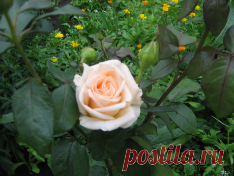 Чайная роза