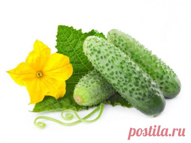 ТАКОЙ БЕСЦЕННЫЙ ОГУРЕЦ — Планета и человек