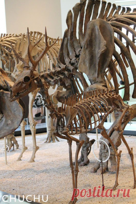 Marta Ramirez Parravicini приколол(а) это к доске Dinosaurian | Pinte…
