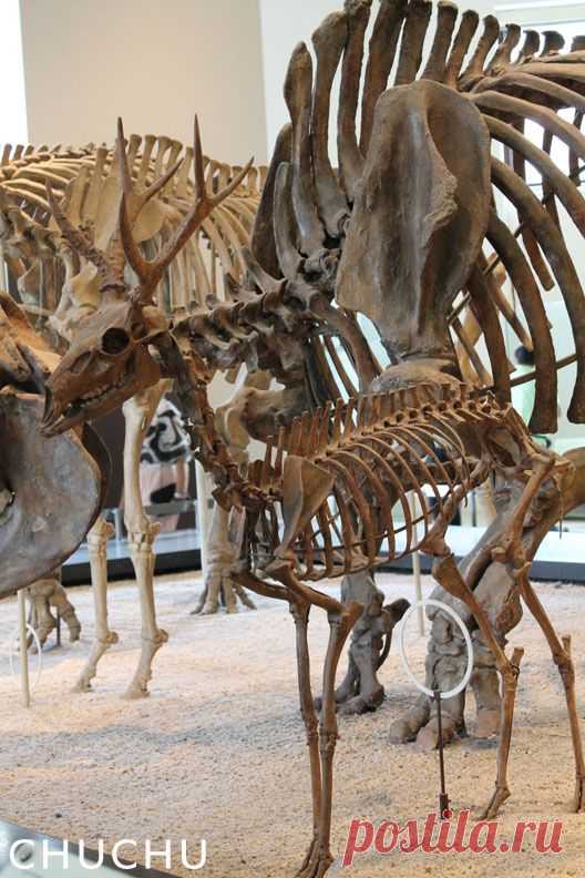 Marta Ramirez Parravicini приколол(а) это к доске Dinosaurian | Pinte…