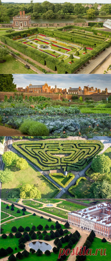 🍒Сады Генриха VIII. Растения "Синей бороды" во Дворце Хэмптон Корт | Территория - дача | Яндекс Дзен