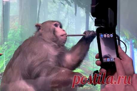 Neuralink Илона Маска оправдались за убитых обезьян. Компания Илона Маска Neuralink оправдалась за убитых во время научных экспериментов обезьян. Ранее их обвиняли зооактивисты из группы по защите прав животных «Комитет врачей за ответственную медицину» (PCRM) в том, что исследовательская команда не минимизировала боль и страдание приматов.