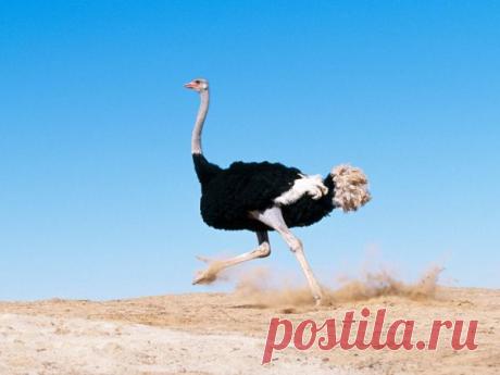 В шоке - 25 коротких фактов о животных