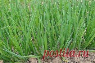 МАЛЕНЬКИЕ СЕКРЕТИКИ САДОВОДУ- ОГОРОДНИКУ
1. Йод для капусты. В ведро воды добавить 40 капель йода. Когда начнет формироваться кочан, поливать капусту под растение по 1 литру.
2. Ускорение пророста. Чтобы семена быстрее проросли их замачивают в растворе перекиси водорода (4%) на 12 часов (капуста), а семена помидоров и свеклы - на 24 часа. Для обеззараживания семян (вместо марганцовки) их обрабатывают 10% перекисью водорода 20 минут. Соотношение раствора и семян 1:1. Затем семена промывают и про