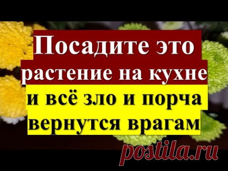 Сильнейшая защита для дома — посади это растение на кухне! Цветок, который отразит всё зло обратно!