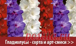 Садовый каталог hollandbulb.ru – голландские луковичные цветы многолетние и саженцы почтой