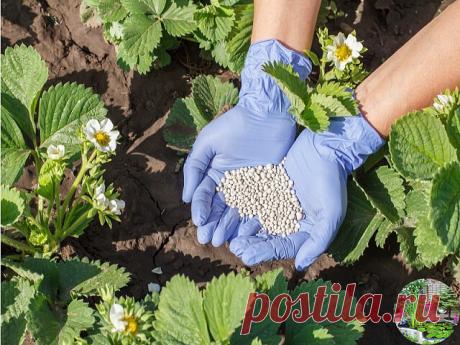 ОБРАБОТКА КЛУБНИКИ ВЕСНОЙ

После схода снега и наступления первых теплых деньков огородники старой закалки, вооружившись плоскорезом, тяпкой и лопатой, приступают к стандартной обработке клубники «по учебнику»: удаляют верхний слой почвы (там ведь живут грозные вредители), обрывают засохшие листья (потому что кусты должны выглядеть красиво), подкармливают, рыхлят и подсыпают почву, опрыскивают кусты от вредителей. В итоге получают голые грядки, которые после первого же жар...