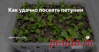 Как удачно посеять петунии Сегодня я сажаю ампельные петунии. Самое время для тех, которые не планируется держать под подсветкой. Когда они взойдут, день почти достигнет 12 часов и света будет достаточно для их успешного развития. В начале апреля стаканчики с рассадой петуний можно будет выносить на день в теплицу, освещение там гораздо лучше, чем на подоконнике и это поможет быстрому формированию каскада. На пользу пойдёт