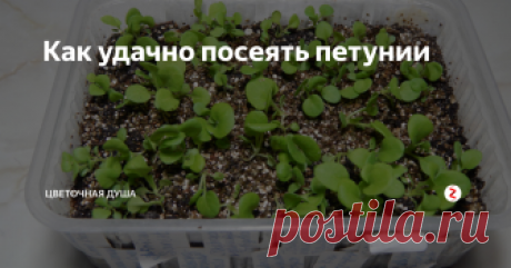 Как удачно посеять петунии Сегодня я сажаю ампельные петунии. Самое время для тех, которые не планируется держать под подсветкой. Когда они взойдут, день почти достигнет 12 часов и света будет достаточно для их успешного развития. В начале апреля стаканчики с рассадой петуний можно будет выносить на день в теплицу, освещение там гораздо лучше, чем на подоконнике и это поможет быстрому формированию каскада. На пользу пойдёт