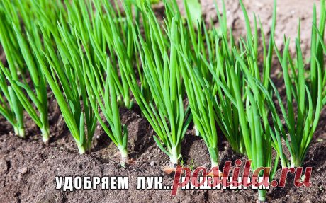 Удобряем лук… нашатырем | 6 соток