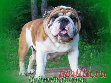 Рема - Дочь Бьюти, Юный Чемпион Беларуси, Латвии, Чемпион Беларуси и Украины.