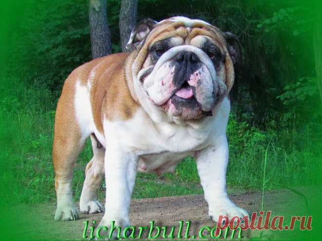 Рема - Дочь Бьюти, Юный Чемпион Беларуси, Латвии, Чемпион Беларуси и Украины.