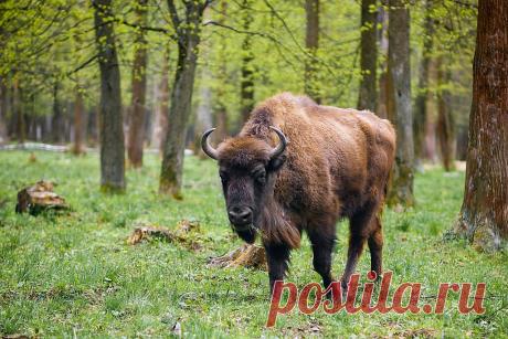 Животные, которых не увидят наши дети