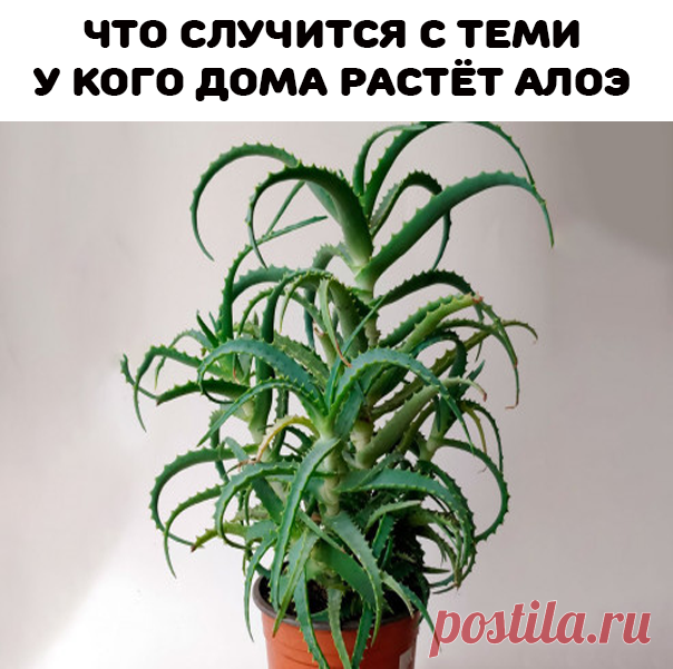 Полезные свойства алоэ:
• очищает воздух в комнате, как и любое комнатное растение;
• бактерицидный эффект;
• может применяться, как обезболивающий препарат;
• используется при воспалительных процессах, в том числе в ротовой полости;
• противоаллергическое действие;
• улучшает пищеварение;
• регенерация клеток;
• слабительное и мочегонное действие;
• ранозаживляющий эффект;
• укрепляет иммунитет;
• увлажнение и омолаживание кожи;
• профилактика сердечно-сосудистых заболеваний;