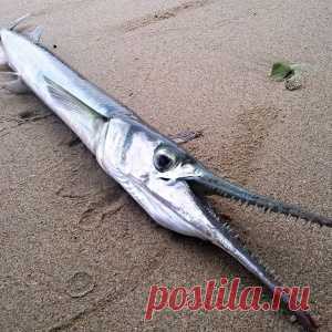 Сарган крокодиловый