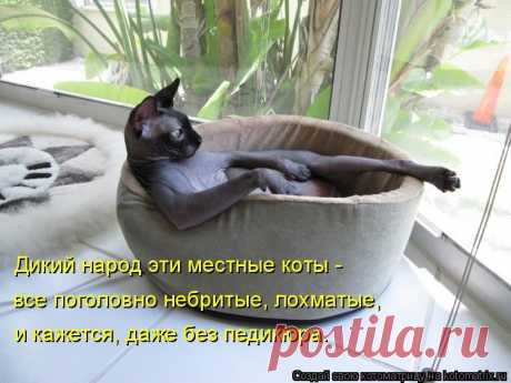 Котоматрица: Круть