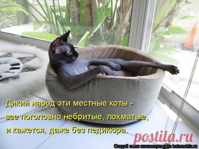 Котоматрица: Круть