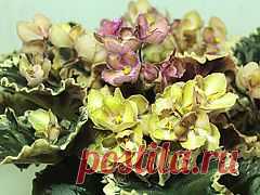 Фиалка Wild Irish Rose. Фото и описание.