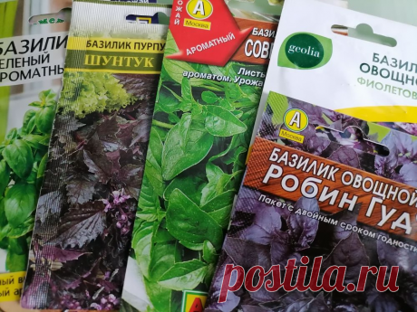 Базилик! Как вырастить много и быстро? От рассады до лета | уДачный проект | Дзен