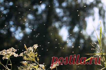 Полчища мошек в российском городе попали на видео. Город Кызыл Республики Тыва атаковали мошки. Кроме Кызыла, о нашествии насекомых сообщили в некоторых других районах республики. На записи, сделанной очевидцами произошедшего, можно увидеть скопление тысяч насекомых на столе и на земле. «Урожай» из насекомых, мешавший местным жителям, пришлось убирать лопатами.