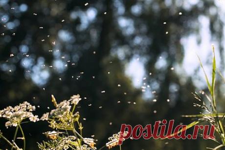 Полчища мошек в российском городе попали на видео. Город Кызыл Республики Тыва атаковали мошки. Кроме Кызыла, о нашествии насекомых сообщили в некоторых других районах республики. На записи, сделанной очевидцами произошедшего, можно увидеть скопление тысяч насекомых на столе и на земле. «Урожай» из насекомых, мешавший местным жителям, пришлось убирать лопатами.