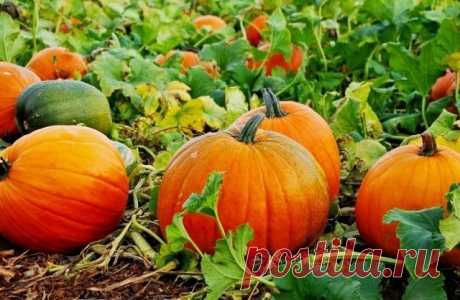 Тыква. Выращивание и уход
 
Тыква – это то растение, выращивание которого проходит в открытом грунте. Осуществляется это двумя способами:
- посевом семян в почву;
- высадкой рассады в грунт.

В районах с теплым климатом предпочтение отдают первому способу, а северные районы используют рассадный метод.

ВЫРАЩИВАНИЕ ТЫКВЫ РАССАДОЙ

Емкости для рассады заполняют питательной смесью, которая в равных частях состоит из огородной земли, торфа, компоста или перегноя. Добавками мог...