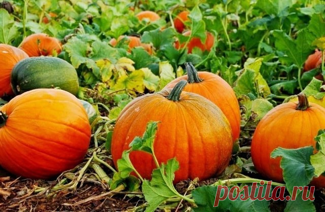 Тыква. Выращивание и уход
 
Тыква – это то растение, выращивание которого проходит в открытом грунте. Осуществляется это двумя способами:
- посевом семян в почву;
- высадкой рассады в грунт.

В районах с теплым климатом предпочтение отдают первому способу, а северные районы используют рассадный метод.

ВЫРАЩИВАНИЕ ТЫКВЫ РАССАДОЙ

Емкости для рассады заполняют питательной смесью, которая в равных частях состоит из огородной земли, торфа, компоста или перегноя. Добавками мог...