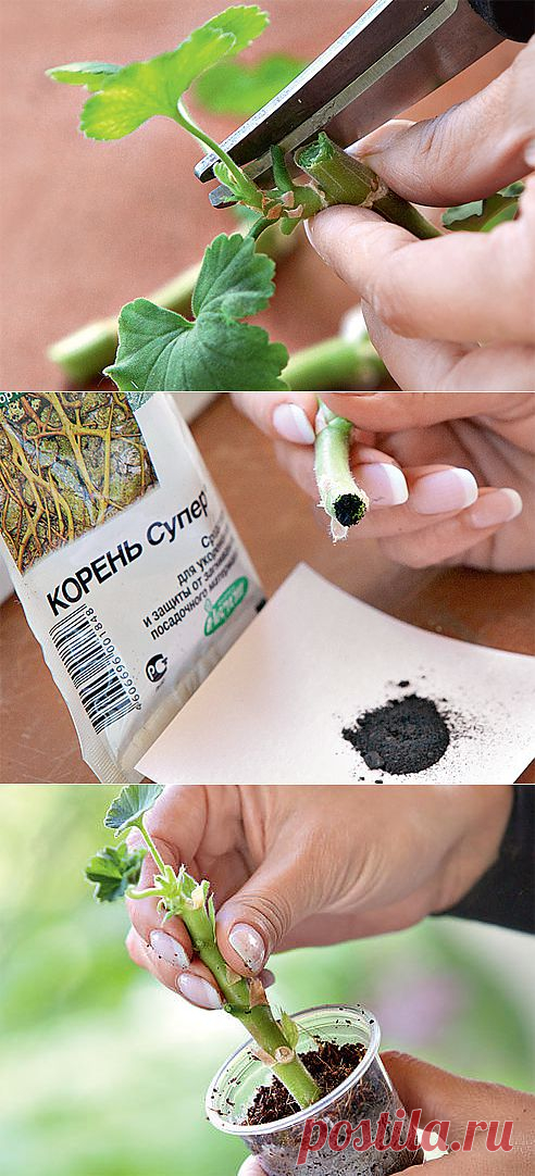 Как размножить пеларгонию черенками и сформировать из них красивый куст.