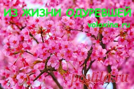 Из жизни одуревшей
Цветущая жимолость и черёмуха одурительно пахнут. Отчего все усадебные жители, включая домашних животных, ходят обалдевшие и дуркуют самым неожиданным образом. Месячная козочка на грозное рычание взрослого пса встает на дыбы и наскоком угрожает обескураженному дворовому главнюку.
Показать полностью...