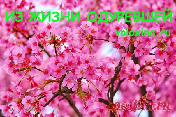 Из жизни одуревшей
Цветущая жимолость и черёмуха одурительно пахнут. Отчего все усадебные жители, включая домашних животных, ходят обалдевшие и дуркуют самым неожиданным образом. Месячная козочка на грозное рычание взрослого пса встает на дыбы и наскоком угрожает обескураженному дворовому главнюку.
Показать полностью...