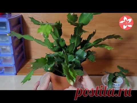 Почему декабрист не цветет? Как «заставить» шлюмбергеру зацвести