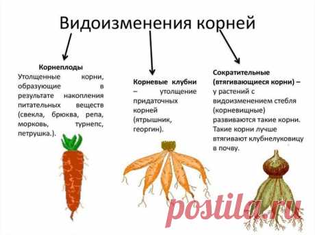 Видоизменение корней