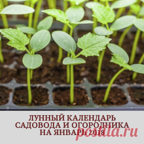 Лунный календарь садовода-огородника на январь 2018 года | Красоты земли