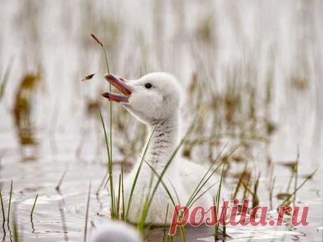 Птенец лебедя, Япония