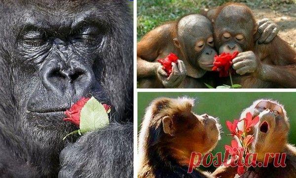 Животные тоже умеют дарить цветы
