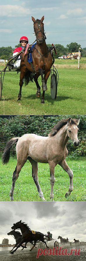 Немецкая рысистая порода лошадей (немецкий рысак)