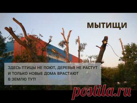 Варварская вырубка деревьев в Мытищах | Мытищи, Перловка