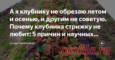 А я клубнику не обрезаю летом и осенью, и другим не советую. Почему клубника стрижку не любит: 5 причин и научных фактов А вы до сих пор обрезаете клубнику после плодоношения? А ей это не
нравится! Я не обрезаю клубнику после плодоношения: дело это
бессмысленное, да и клубника не оценит. В итоге и урожай раньше и
выше, и бессмысленной работы меньше.