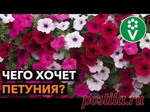 Подкормите петунию так и ПЫШНОЕ ЦВЕТЕНИЕ обеспечено!