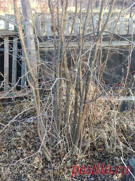 (+1) тема - Прививка яблони-дички | 6 соток