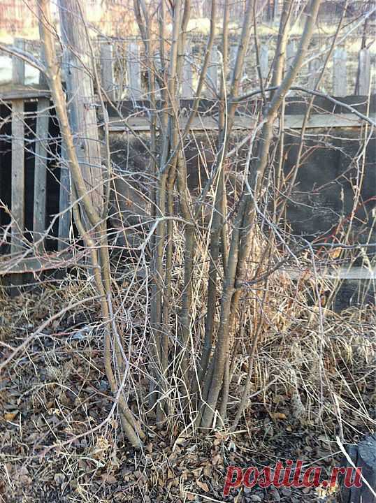 (+1) тема - Прививка яблони-дички | 6 соток