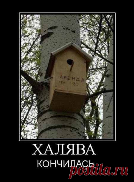 прикольные картинки котов